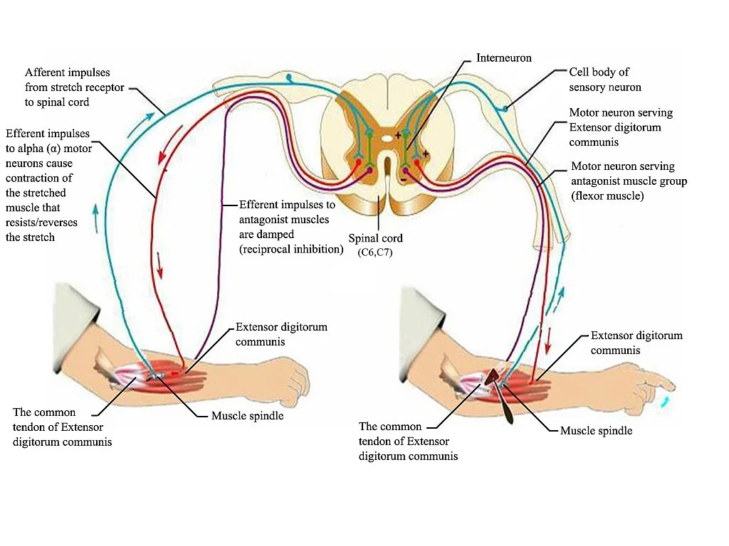 How Muscle Activation Techniques Works: The Science Behind MAT