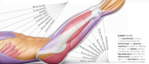 Science of Pilates review anatomy detail