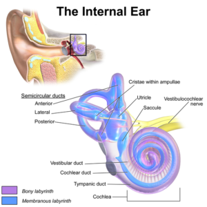 Vestibular system inner ear