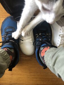 barefoot shoes and cat